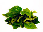 Fresh Cha Plu Leaf 100g 