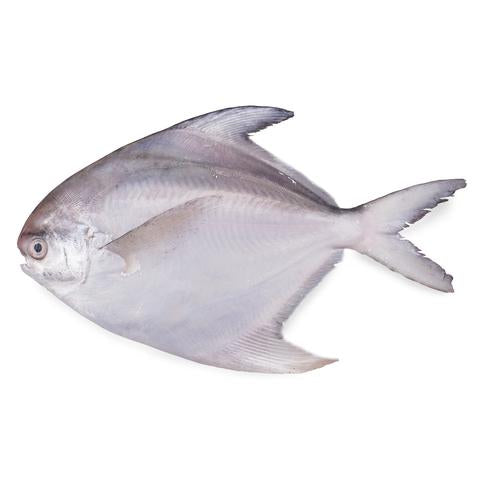 新鲜海鲳鱼一条