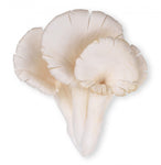 Phoenix Tail Mushroom 500g
