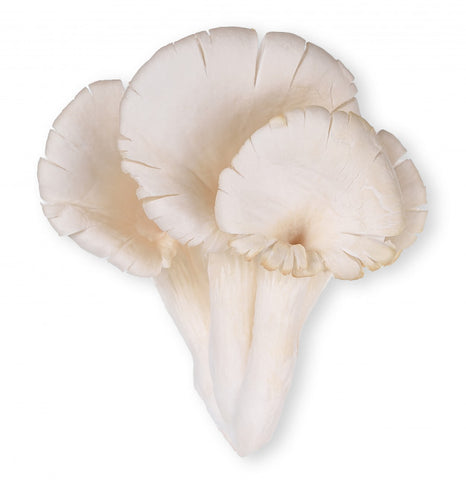 Phoenix Tail Mushroom 500g